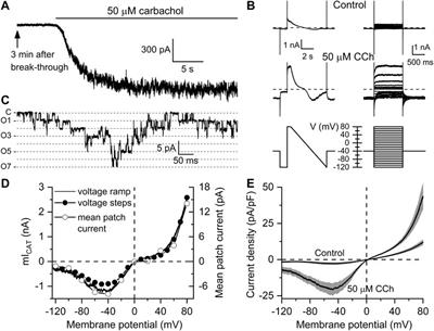 Suppression of mICAT in Mouse Small Intestinal Myocytes by General Anaesthetic Ketamine and its Recovery by TRPC4 Agonist (-)-englerin A